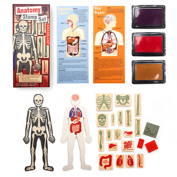 Anatomy-Themed Rubber Stamp Set – Educational Art Supply 1