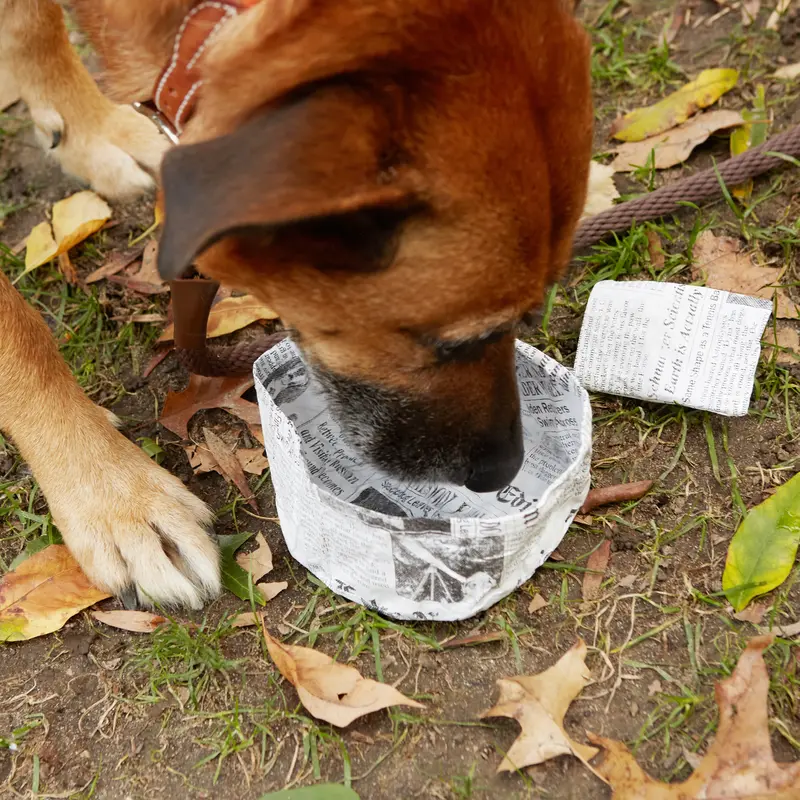 Kobe ‘Fake News’ Themed Pet Water Bowl 1